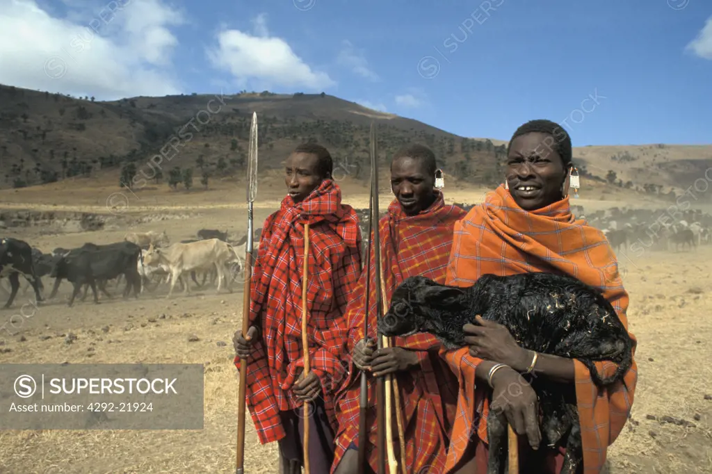 Africa, Tanzania. Masai with cattle