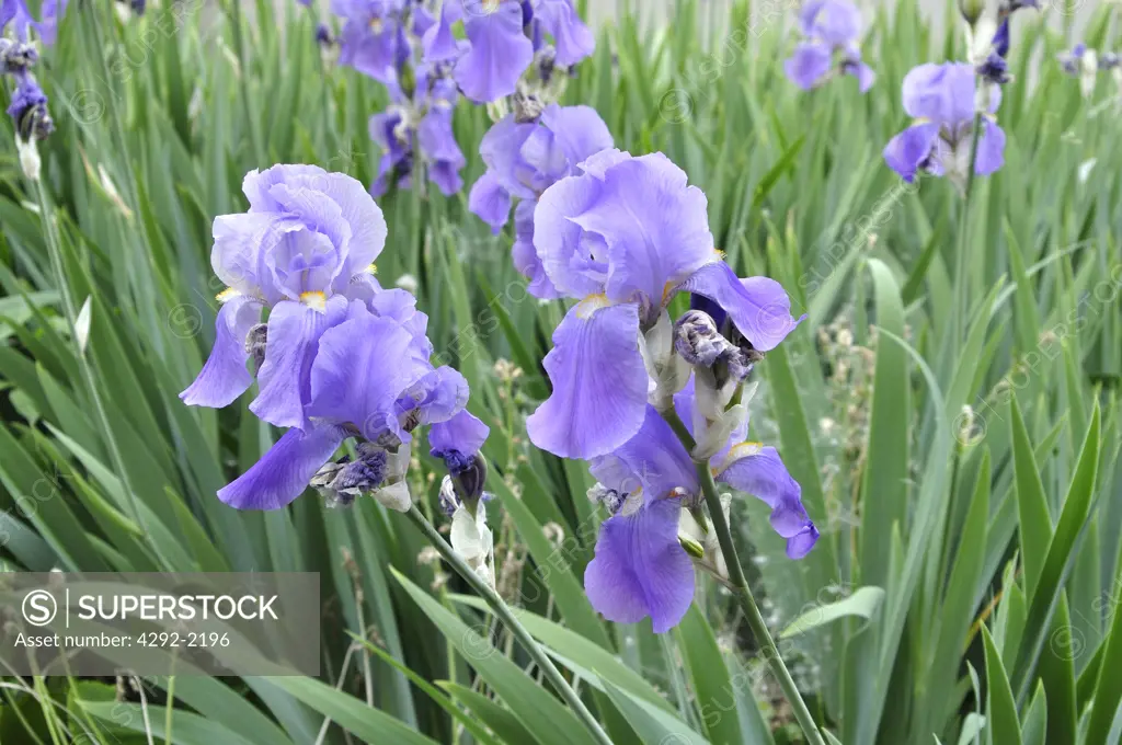 Italy, Lombardy, Garden, Iris Flower