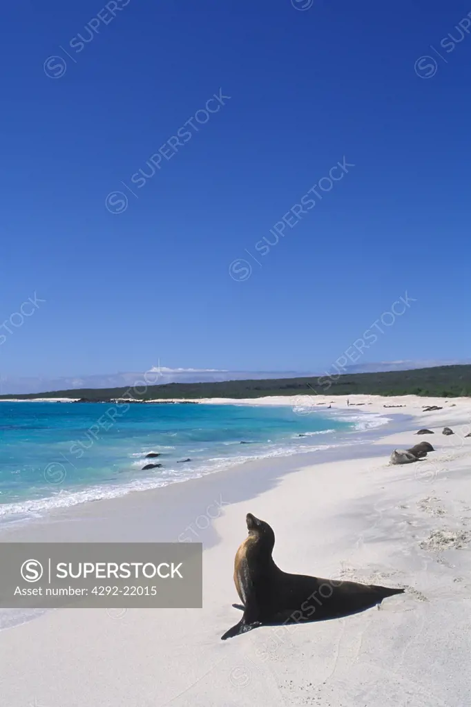 Sea lion on the beach. Ecuador, Galapagos, Espanola Gardner Bay