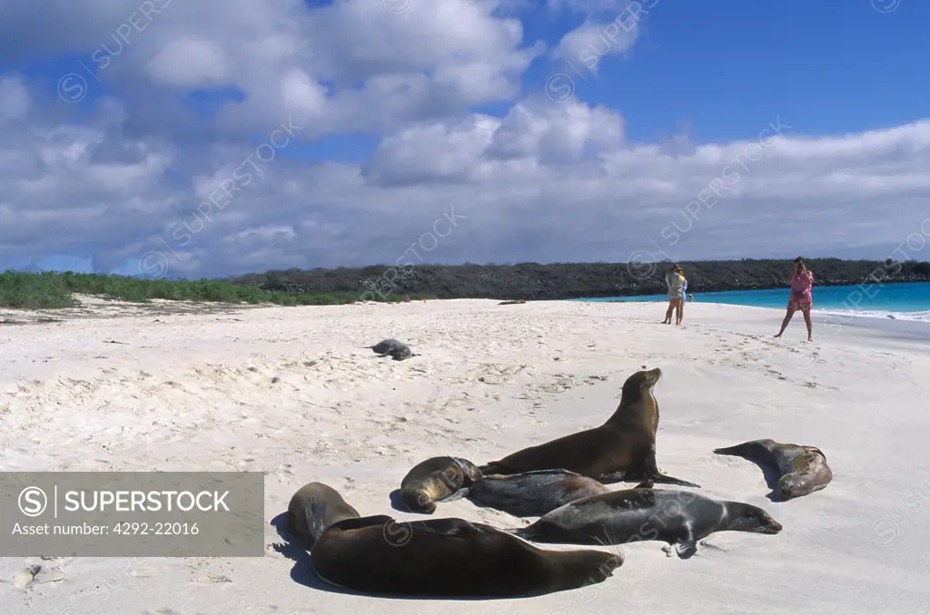 Sea lions on the beach. Ecuador, Galapagos, Espanola Gardner Bay