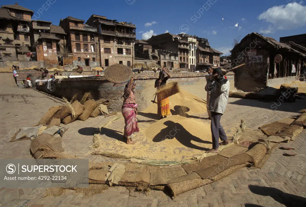 Nepal, Baktapur village, farmers working rice in main square