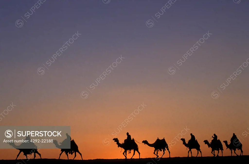 Egypt Camels caravan at sunset
