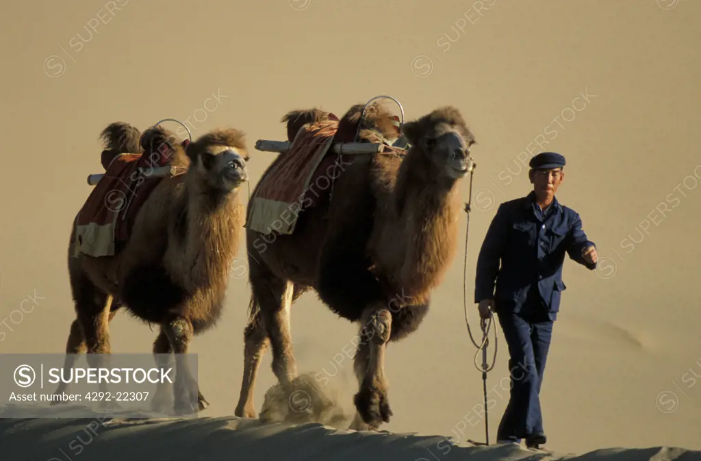 Asia, China, Gobi desert. Camel driver