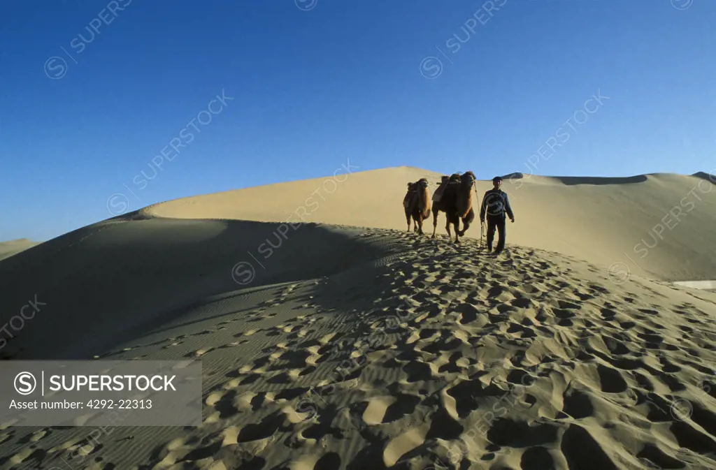 China Gobi desert, camel driver