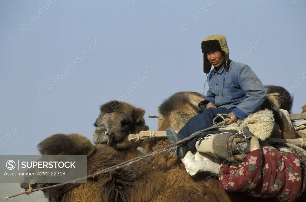 China. Gobi desert, camel driver