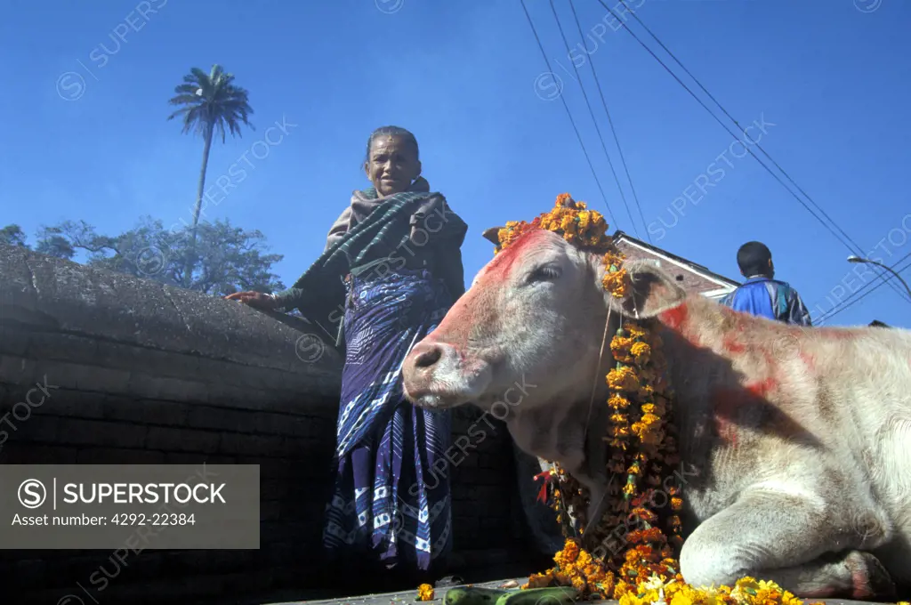 Nepal, Katmandu holy cow on street