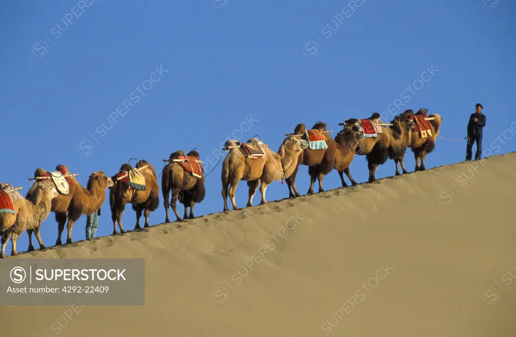 China, camel caravan in the Gobi desert