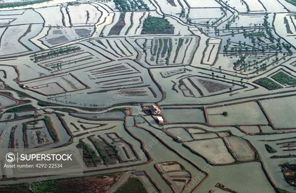 Indonesia, Java. Lontar fields