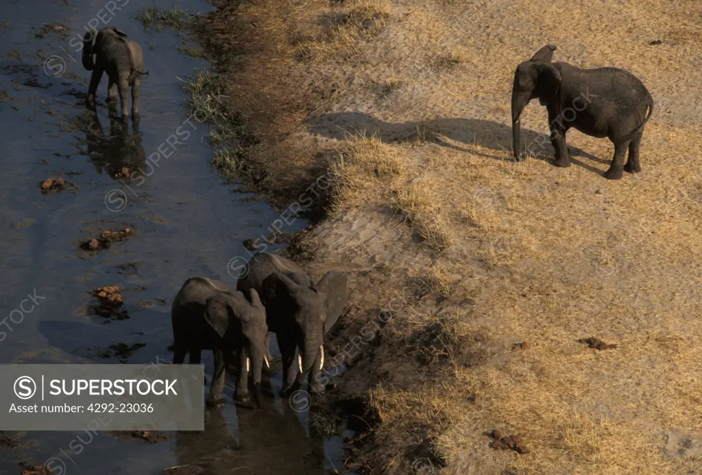 Africa, Tanzania, Tarangire Ntl. Park. Elephants (Loxodonta africana)in river