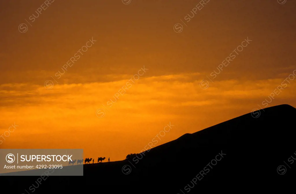 camel caravan in the Gobi desert