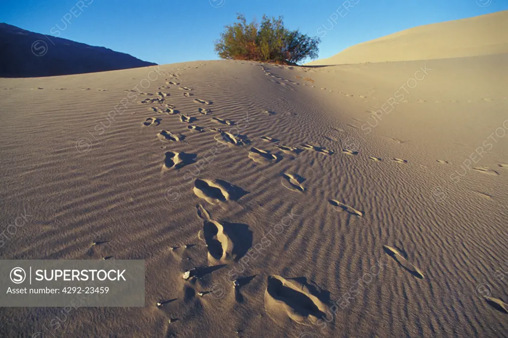 USA, California, Death Valley Nat. Park, Mesquite sand dunes