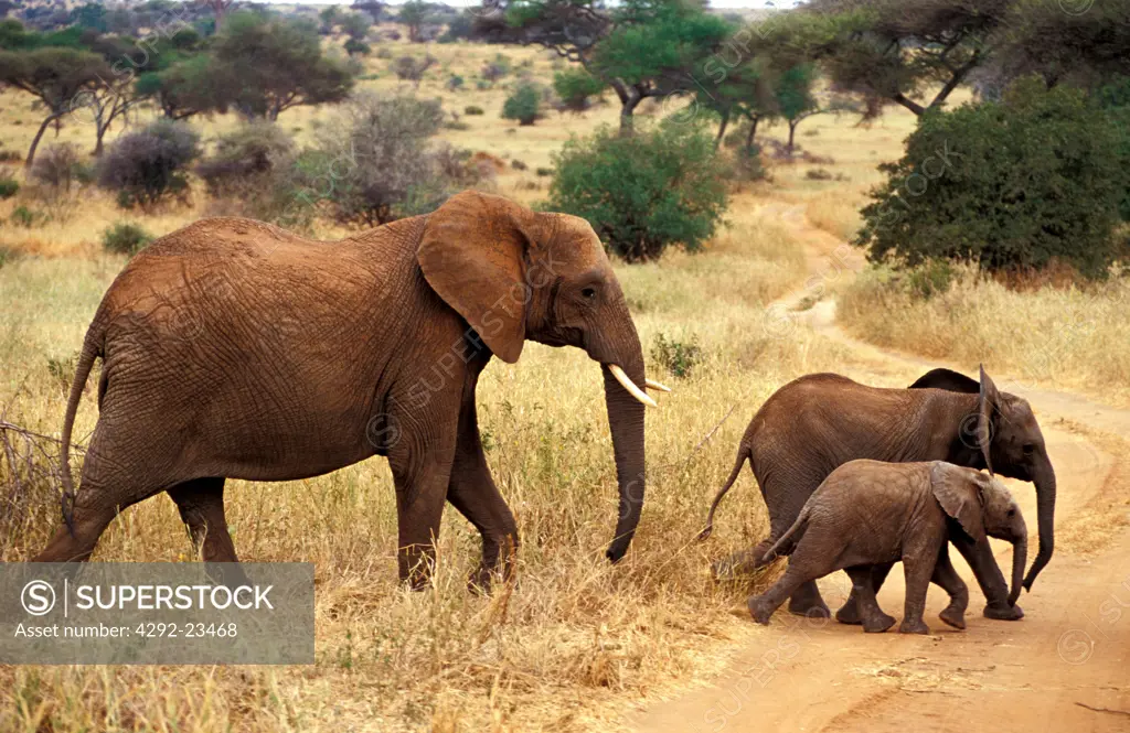 Africa, Tanzania, Female elephant with calf(Loxodonta africana)