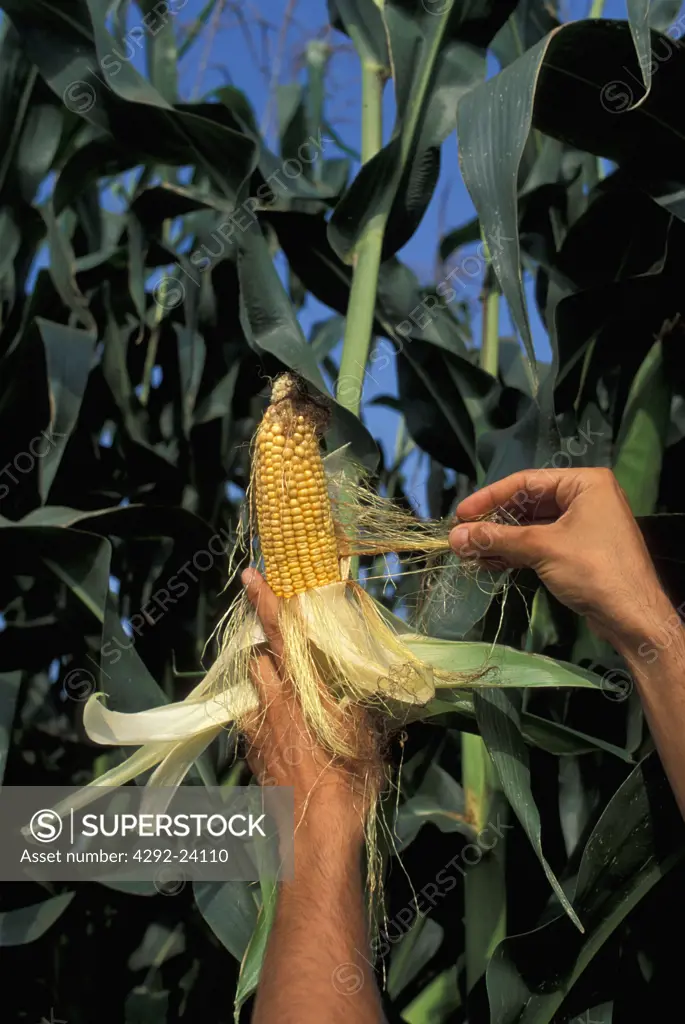 Hands peeling husk off corn