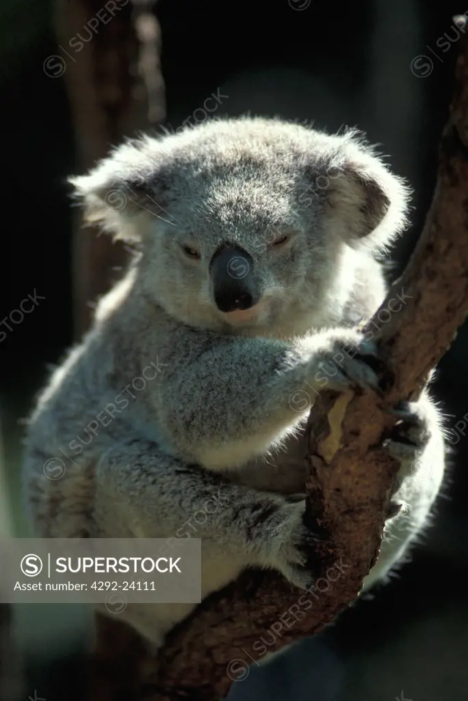 Australia, Koala (Phascolarctos cinereus)