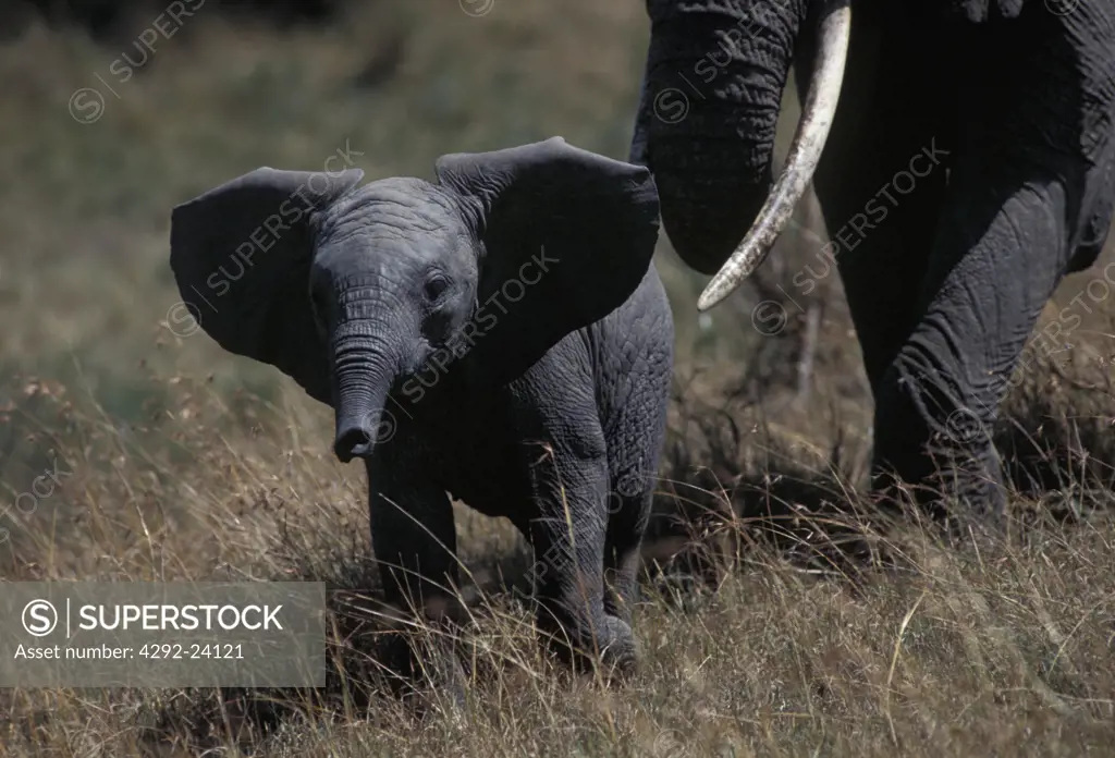 Africa, Baby elephant(Loxodonta africana)