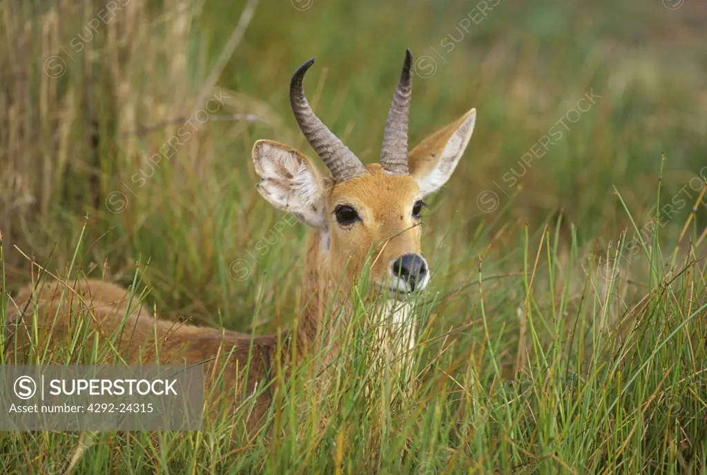 Tanzania, Reed Buck