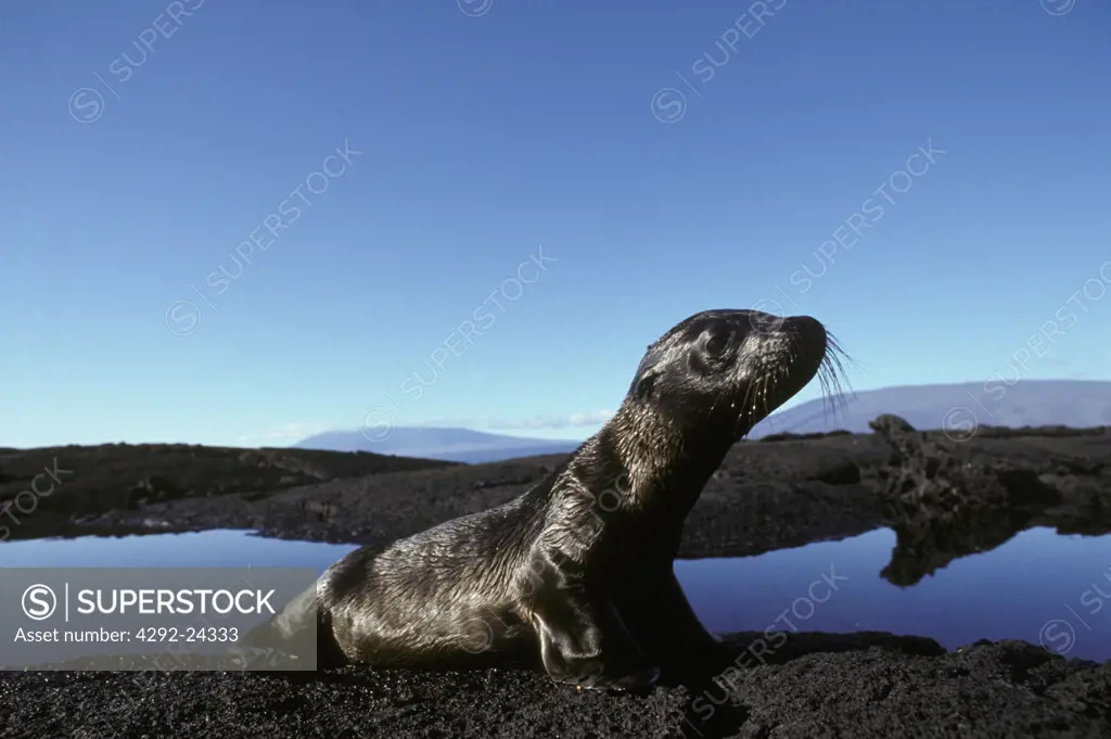 Ecuador, Galapagos Islands: sea lion pup