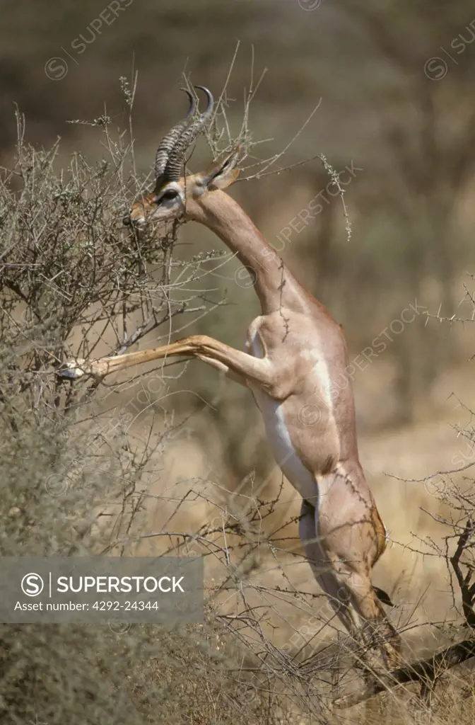 Africa, Kenya. Gerenuk antelope