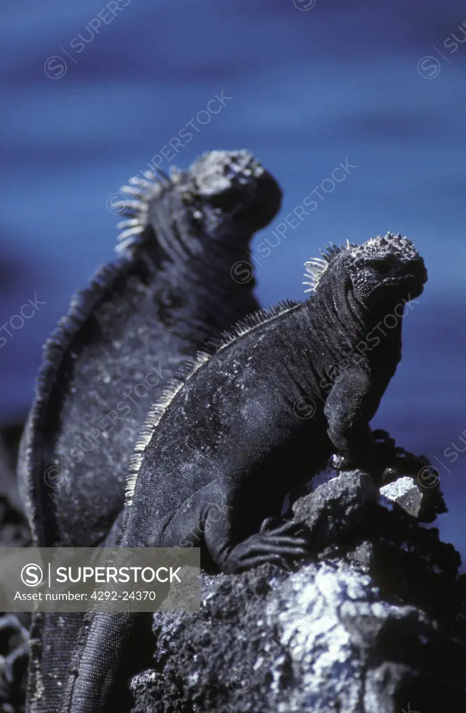 Sea - iguana, Galapagos Islands, Ecuador