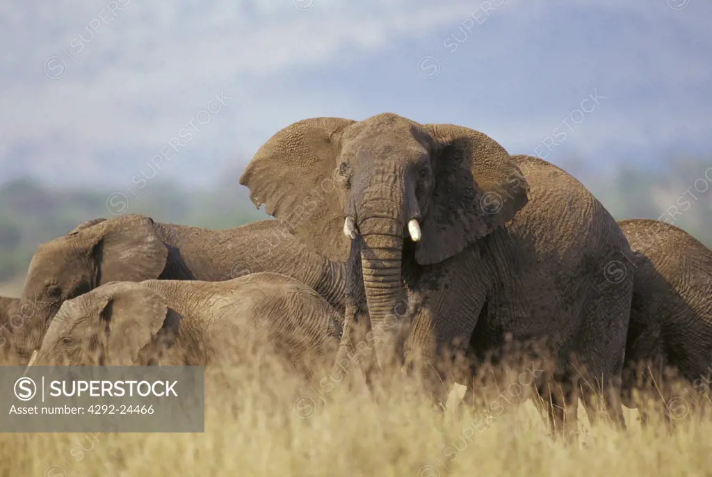 Elephants(Loxodonta africana), Africa, Tanzania, Serengeti