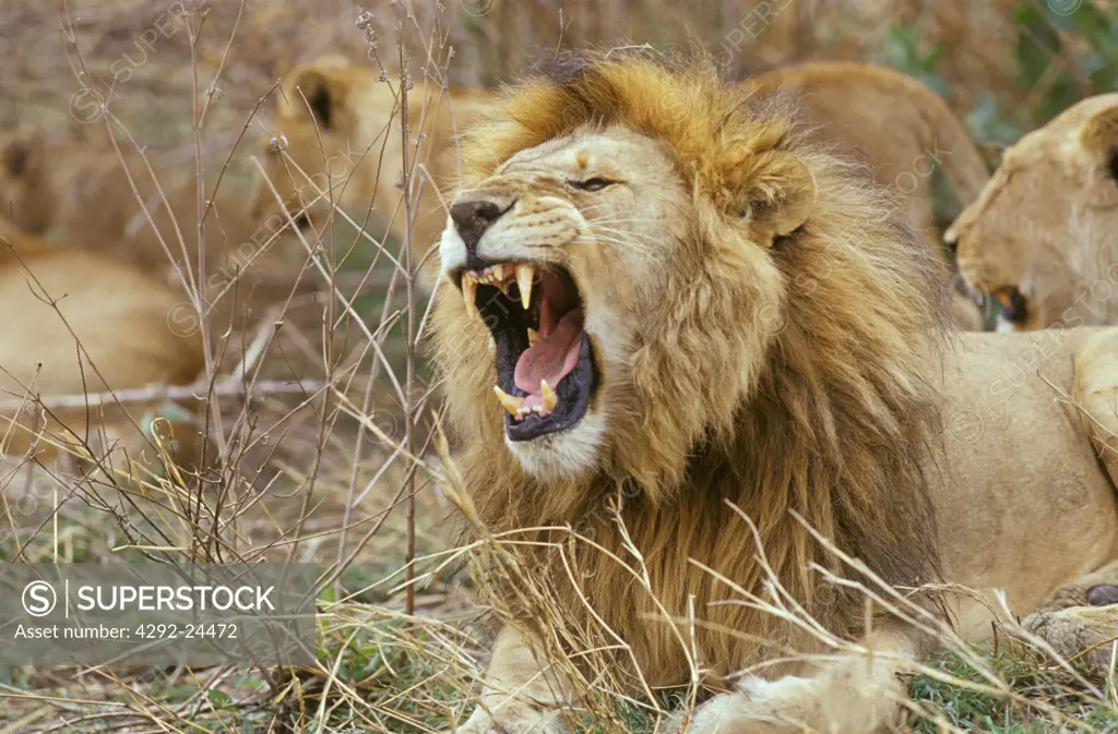 Africa, Tanzania,roaring lion