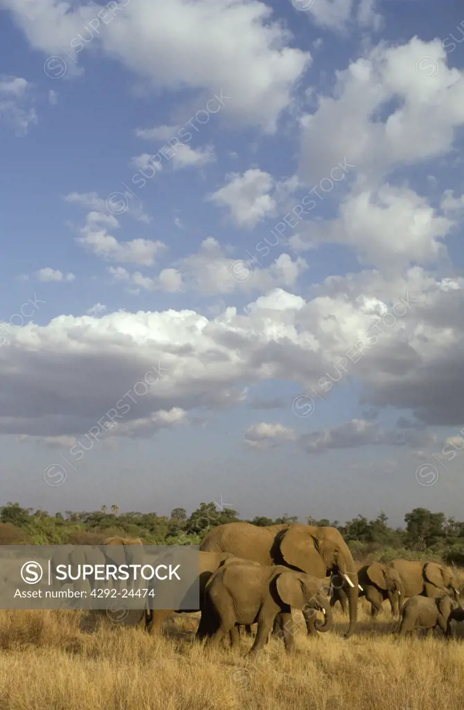Elephants(Loxodonta africana), Africa, Kenya