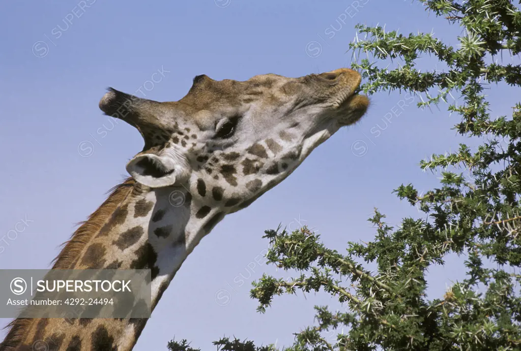 Africa, Tanzania, giraffe feeding