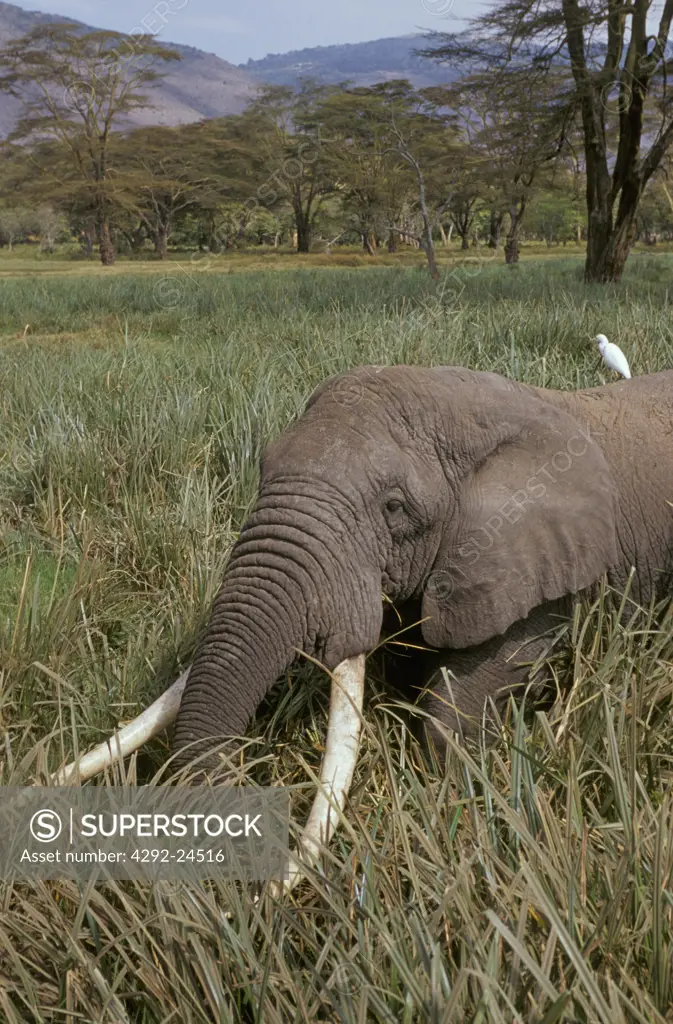 Tanzania, Ngorogoro crater, elephant(Loxodonta africana) feeding in high grass