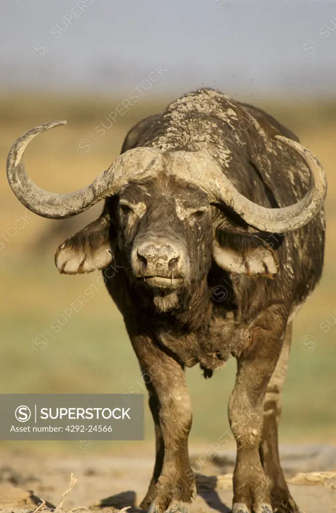 African caffer buffalo. Kenya, Africa
