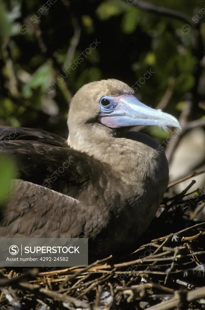 Red-footed booby bird
