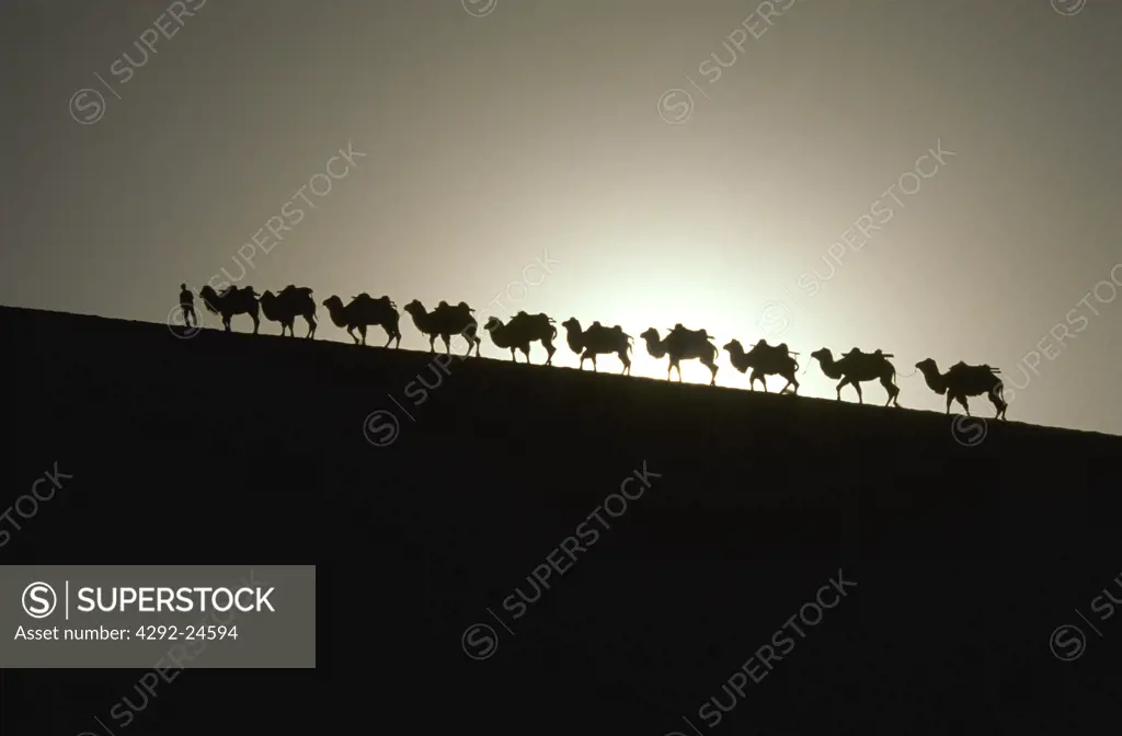 Camel caravan at sunset. Gobi desert. China