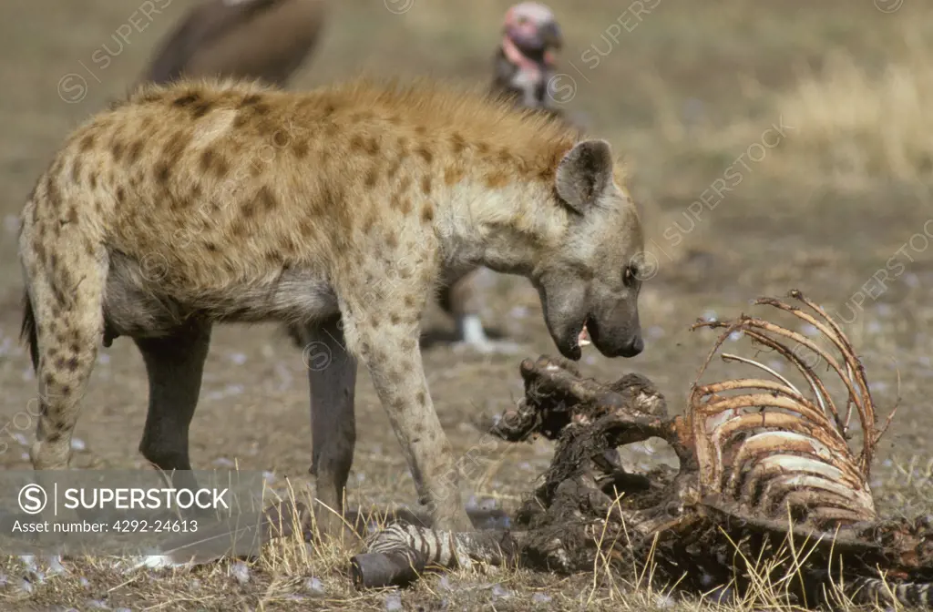 Africa, Hyena eating on carcass