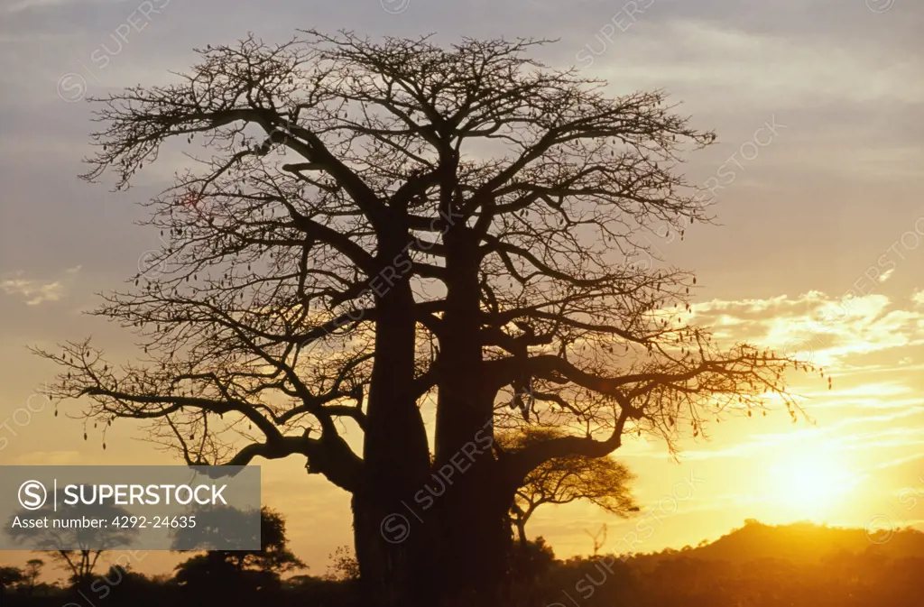 Tarangire National Park. Tanzania, Africa.Baobab tree at sunset