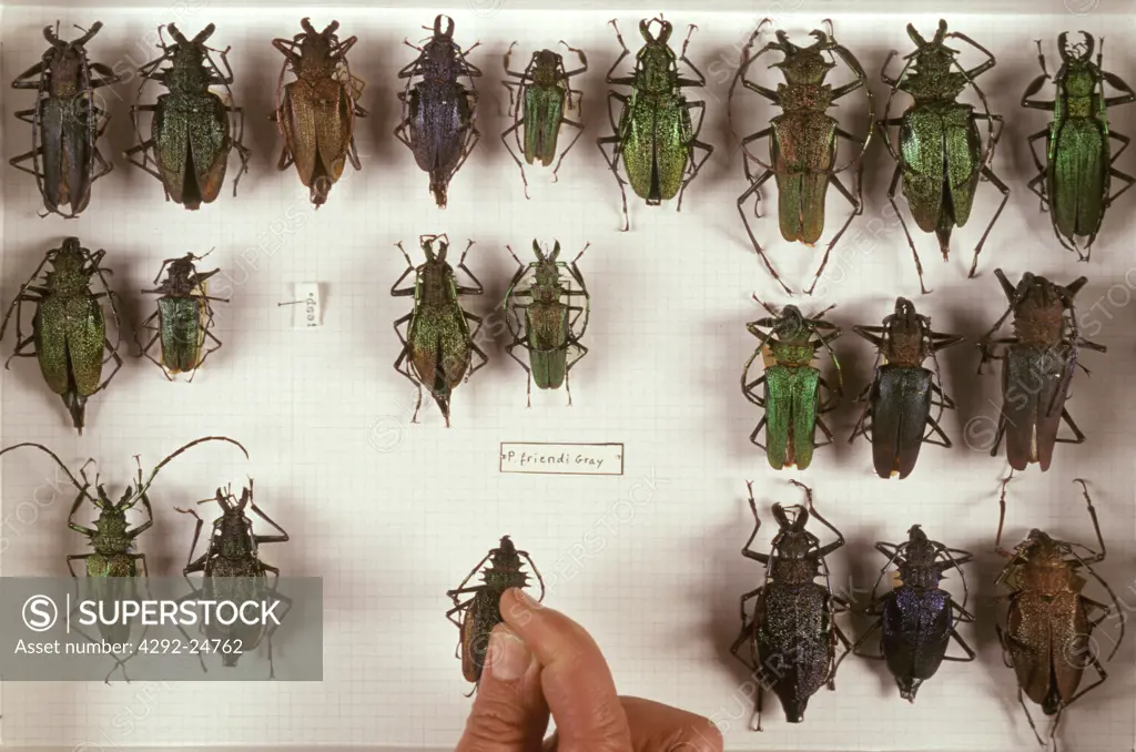 Mounted insects