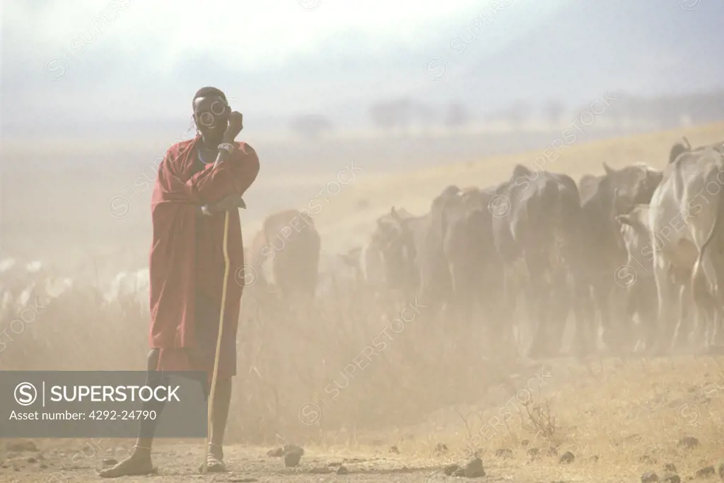Masai with cattle