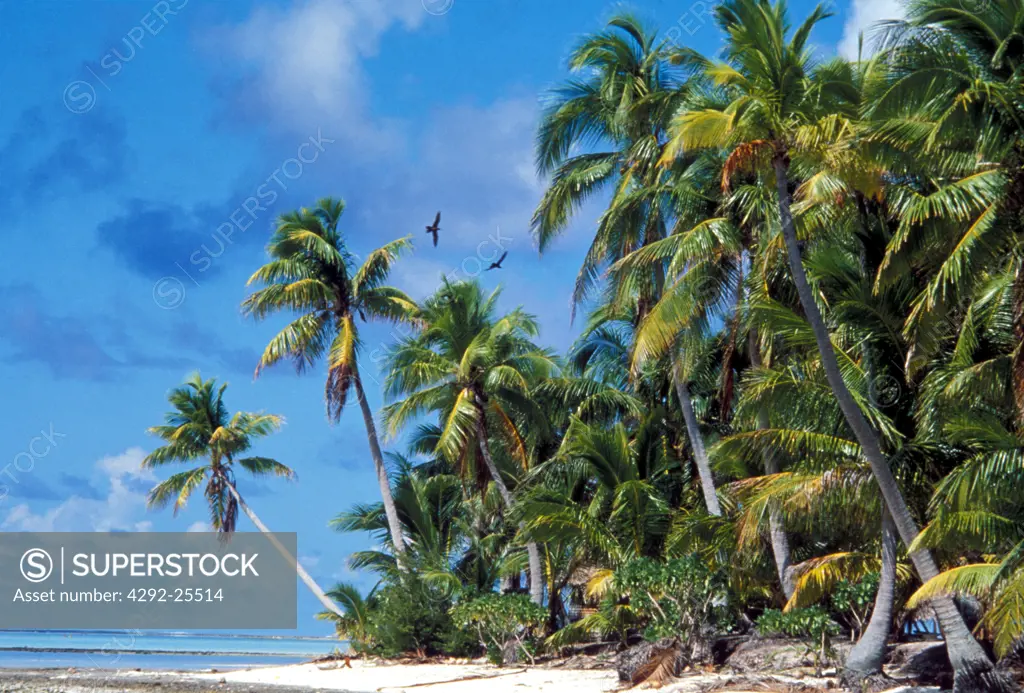 French Polynesia, Palm and white sand beach in the island of Raiatea