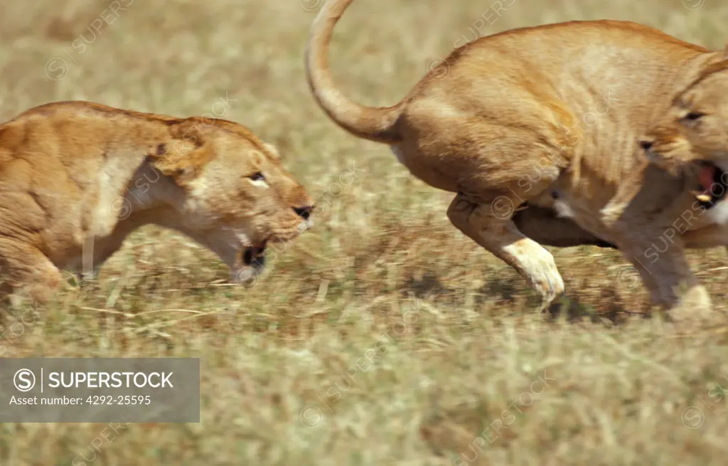 Fight between lioness, Africa, Tanzania