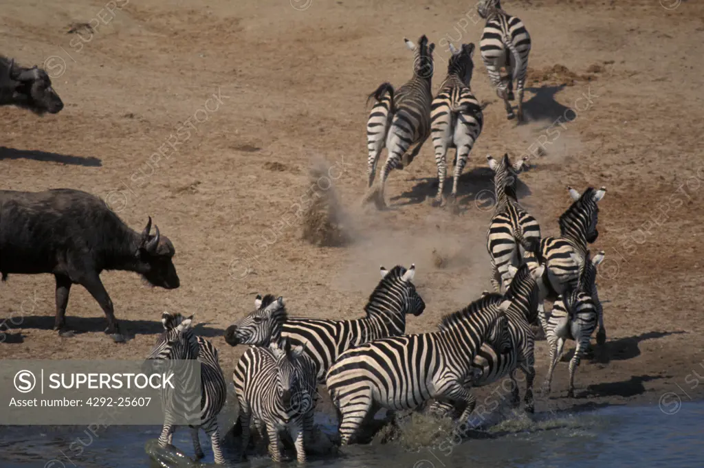 Africa, Zimbabwe, zebras and buffalos
