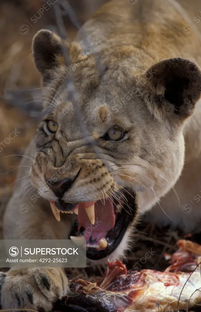 Africa, lioness snarling