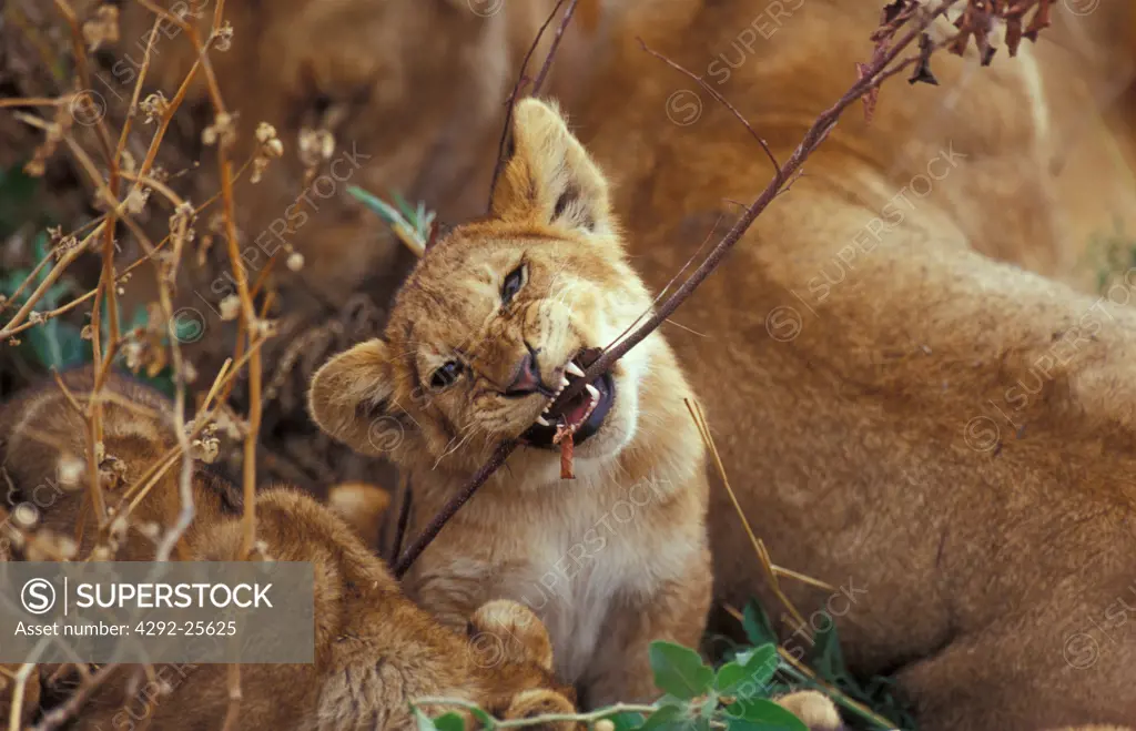 Africa, Lion cub biting plant