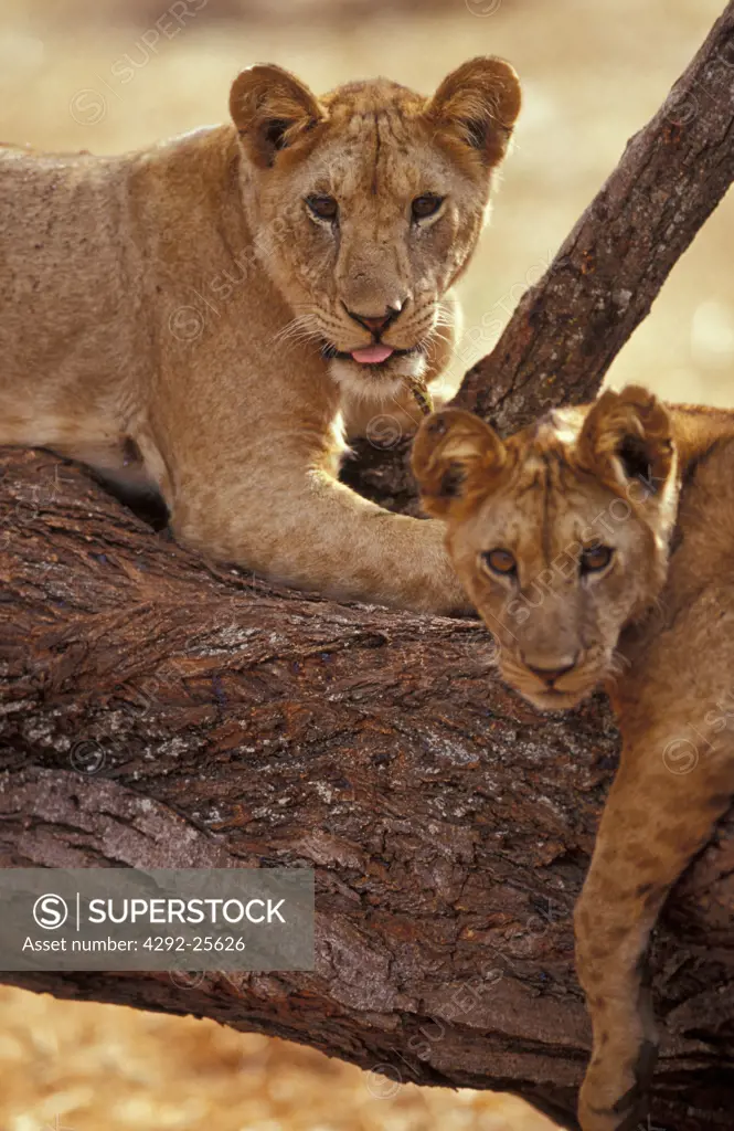 Africa, young male lions on tree stump