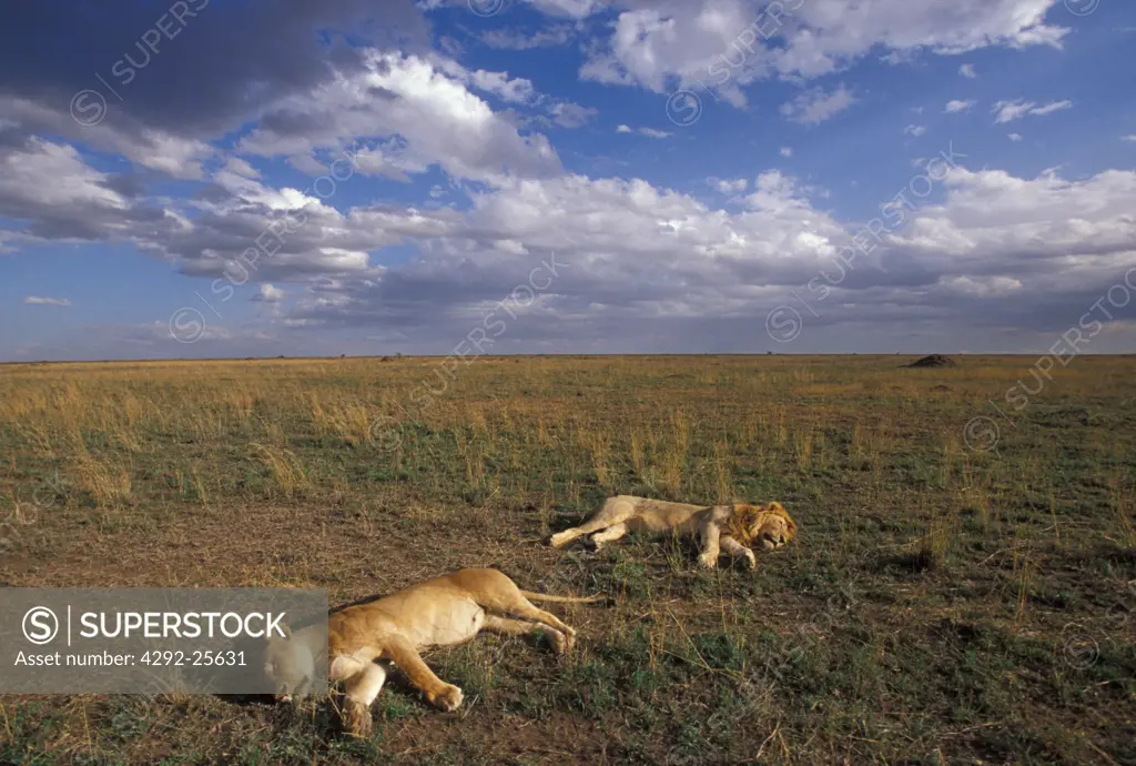Africa, Tanzania, lion couple sleeping in the savanna