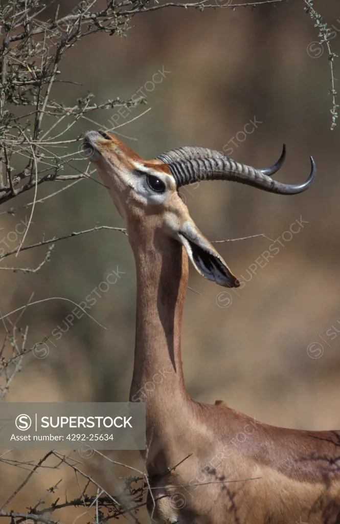 Africa, Kenya. Gerenuk antelope