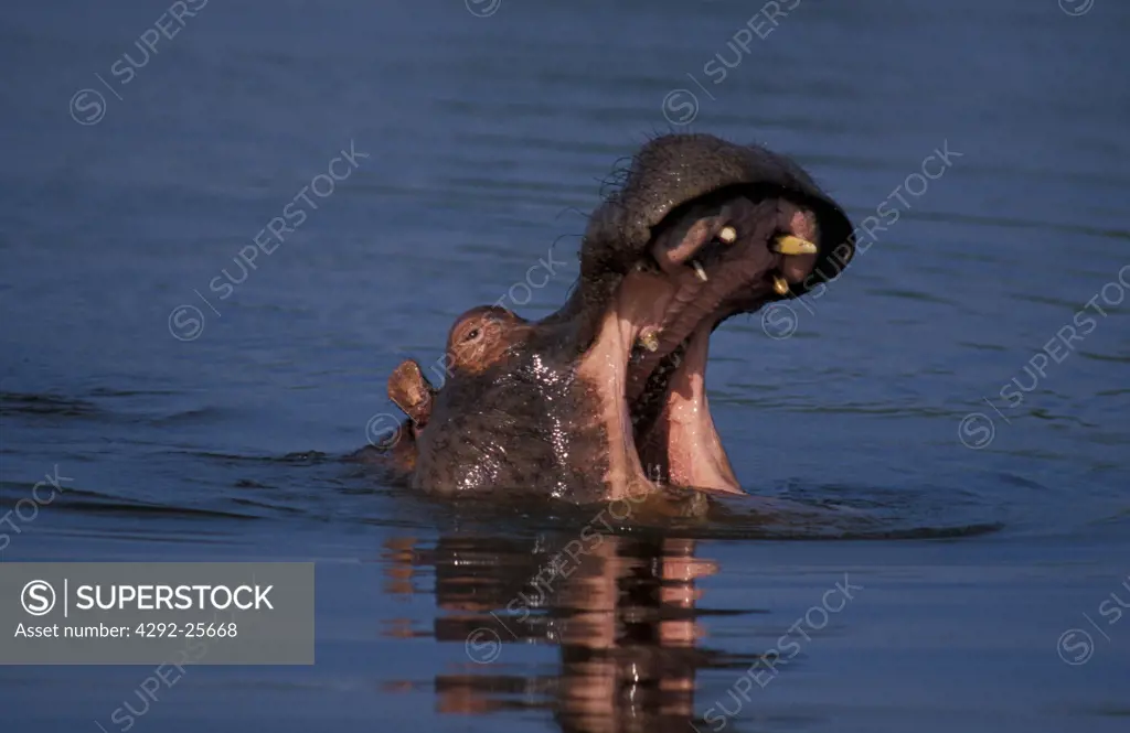 Africa, Hippopotamus yawning
