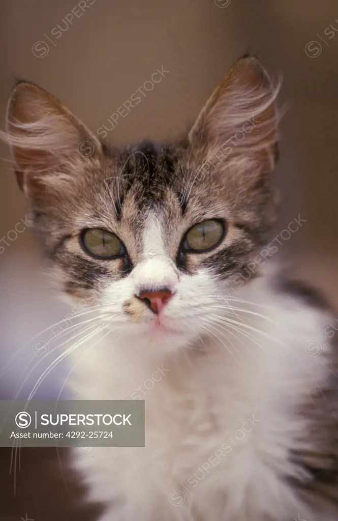 Portrait of a cat