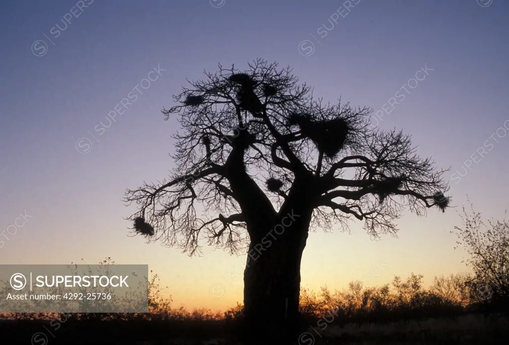 Tarangire National Park. Tanzania, Africa.Baobab tree at sunset