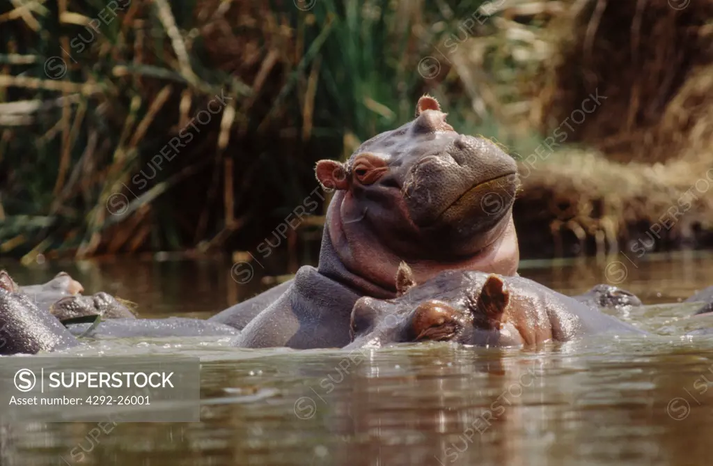 Africa, Tanzania, Hippo on river