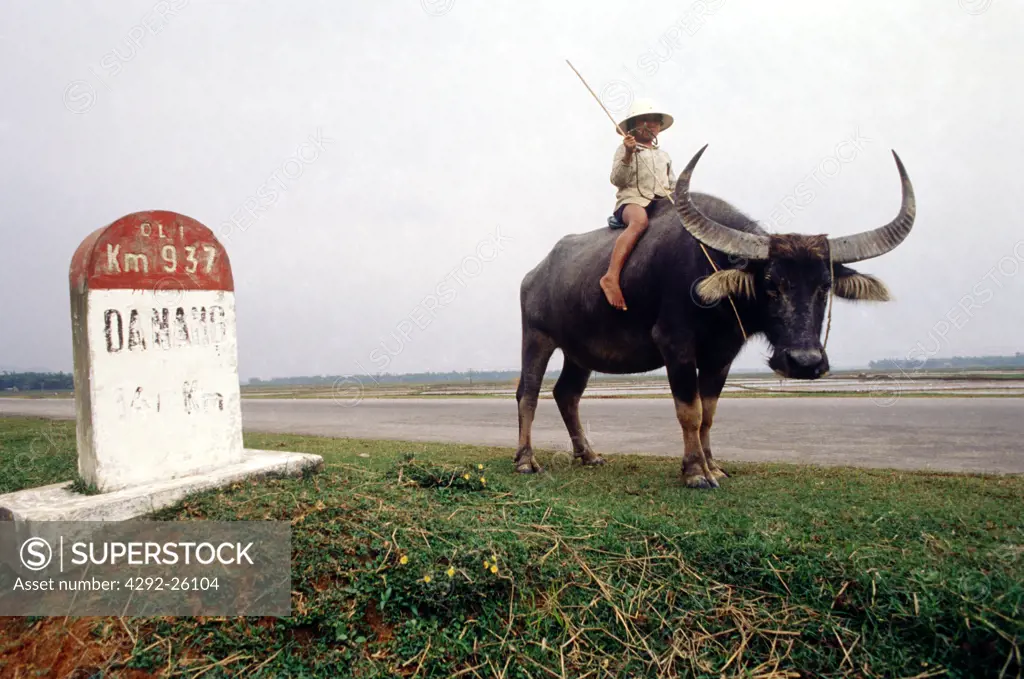 Vietnam, girl riding a water buffalo