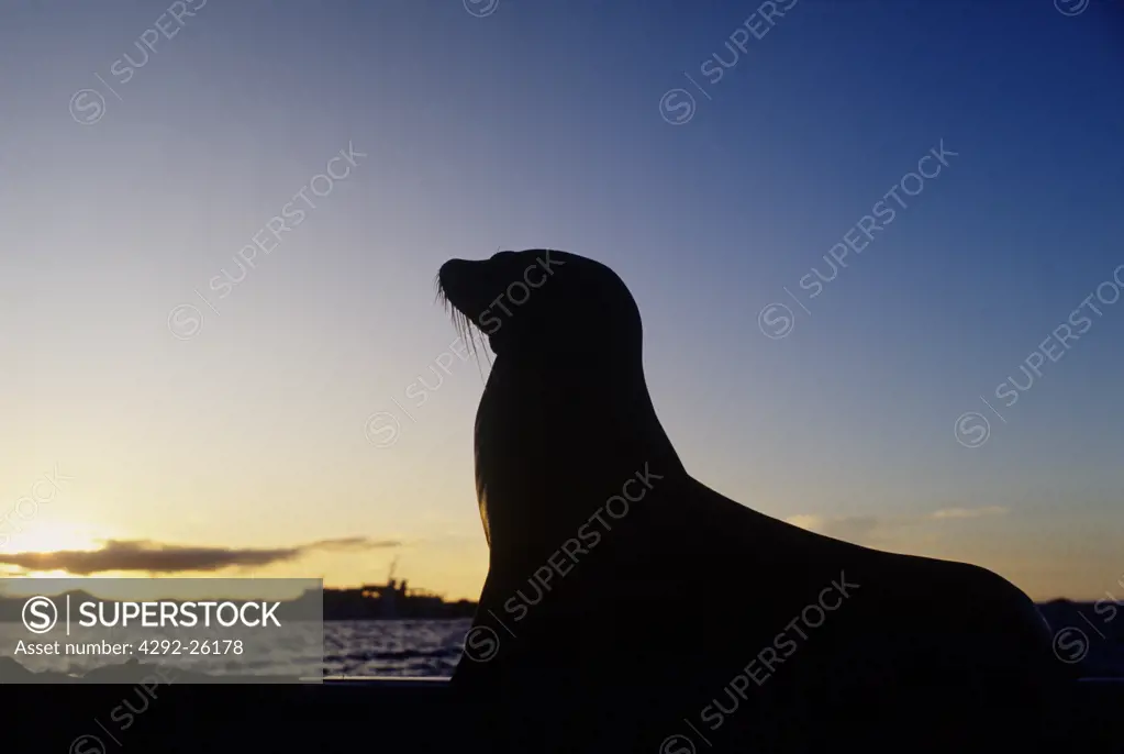Ecuador - Galapagos sea lion at sunset