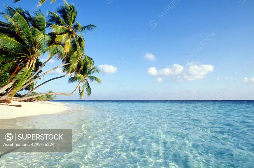 Maldives, palm trees and beach